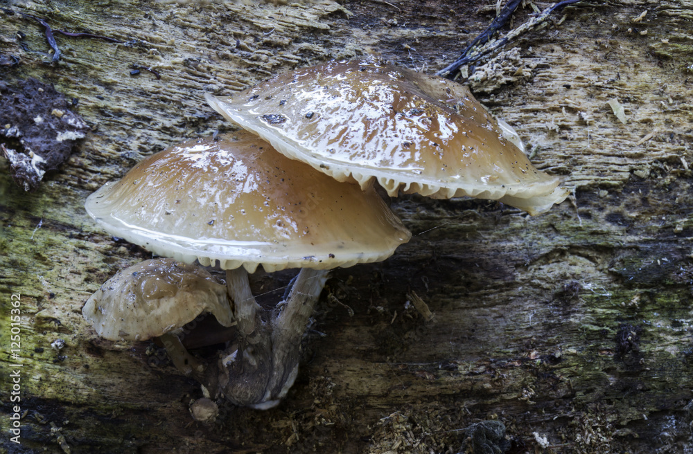 Fototapeta premium Oudemansiella mucida, Poached egg fungus
