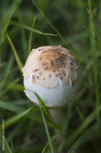 Forest mushrooms in the grass