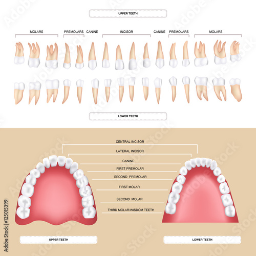 human dental anatomy permanent tooth