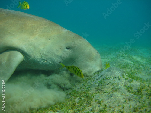 Seekuh / Dugong © wernerrieger