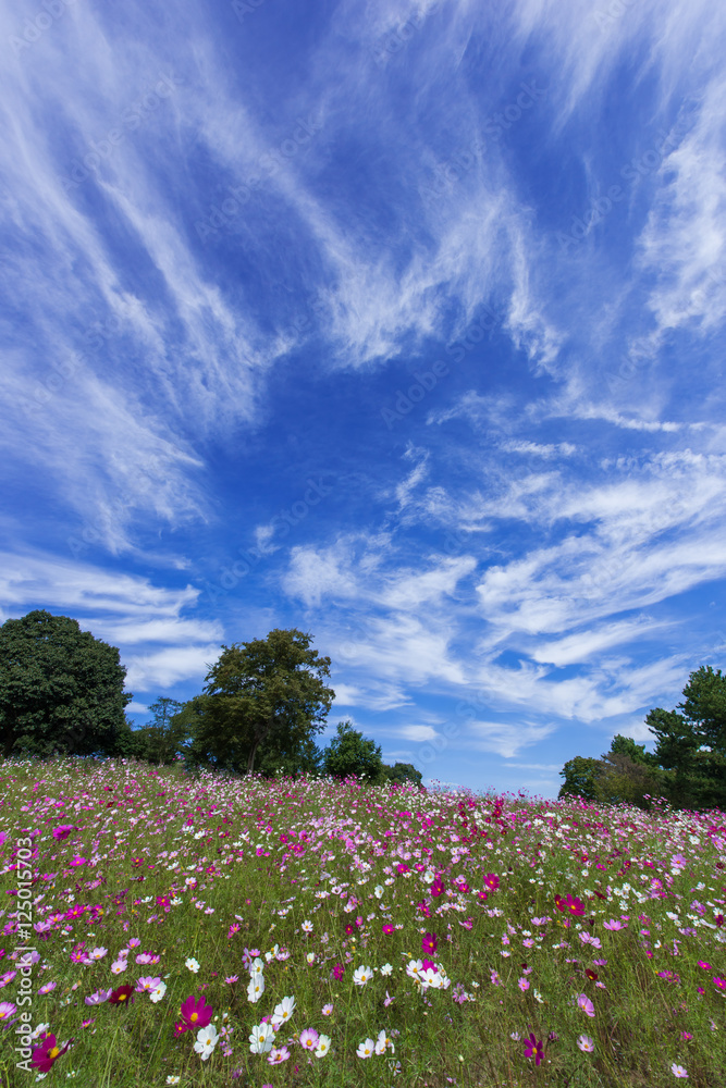 幻想的な雲と秋桜