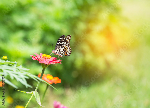  butterfly  sucking nectar from pink flower in garden © Soonthorn