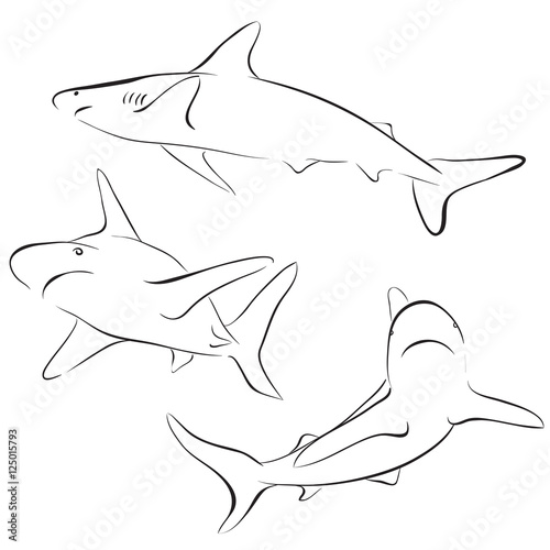 Shark line style. Vector symbol