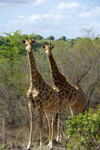 Girafe Afrique du Sud