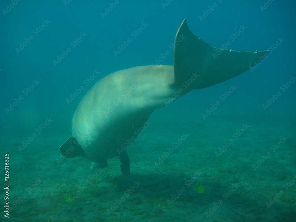 Fototapeta premium Seekuh / Dugong