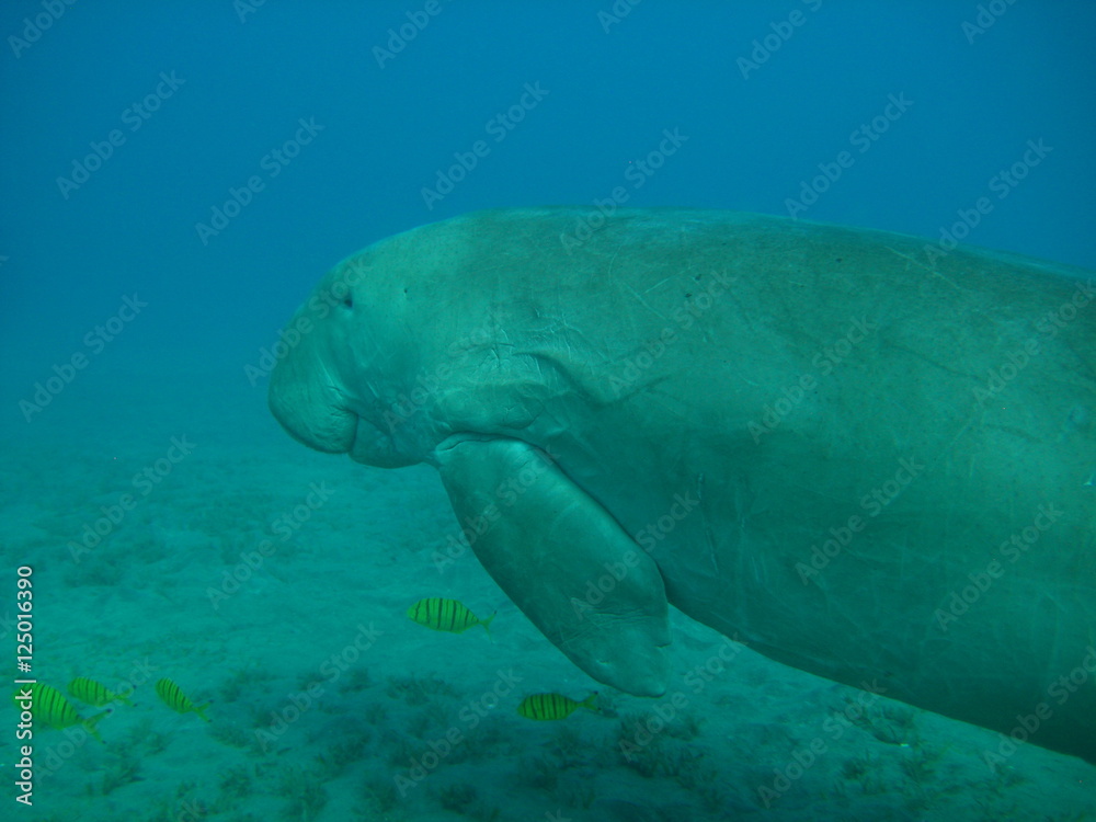 Seekuh / Dugong