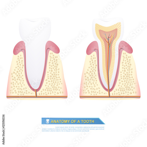 Anatomy of a tooth, part of a tooth (cross section)