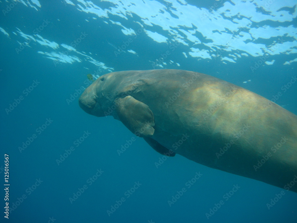 Seekuh / Dugong
