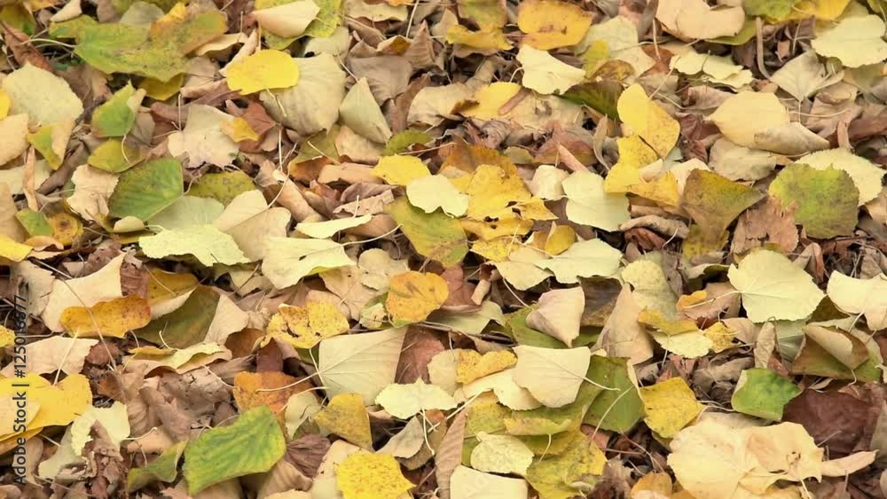 Fallen autumn leaves on the ground in the city park Fallen autumn leaves on the ground in the city park