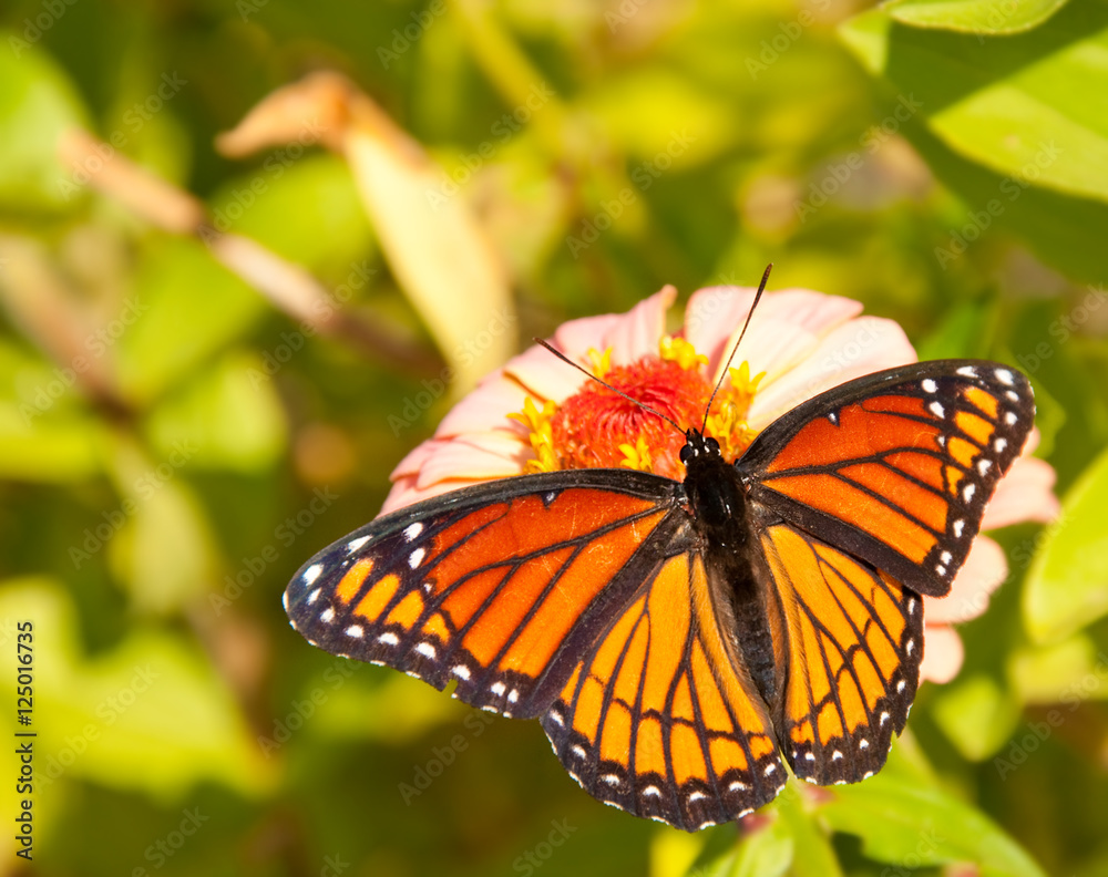 Dorsal view of a beautiful Viceroy butterfly on a pink Zinnia flower Dorsal view of a beautiful Viceroy butterfly on a pink Zinnia flower