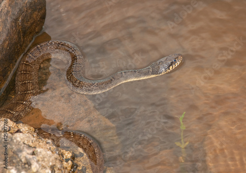 Water snake waiting for prey in water photo