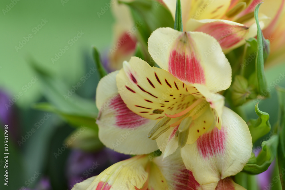 Alstroemeria Macro, shallow depth of field