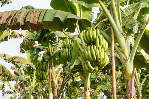 banana