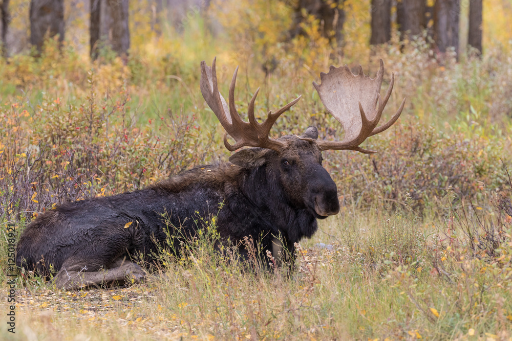 Bull Moose Bedded in Fall Bull Moose Bedded in Fall