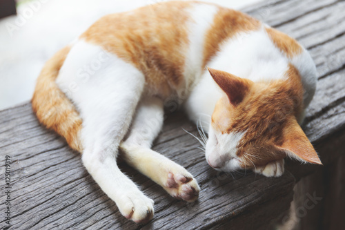 Striped cat sleep on the wooden chair