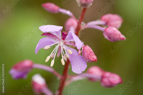 Blooming Pink flowers after Rain, close-up, selective focus