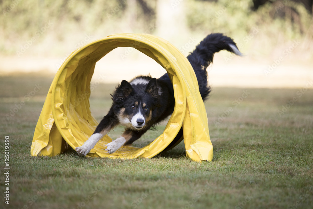 Ταπετσαρία Dog, Border Collie, running through agility tunnel