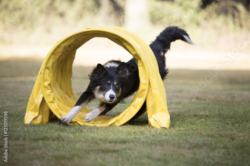 Dog, Border Collie, running through agility tunnel photo