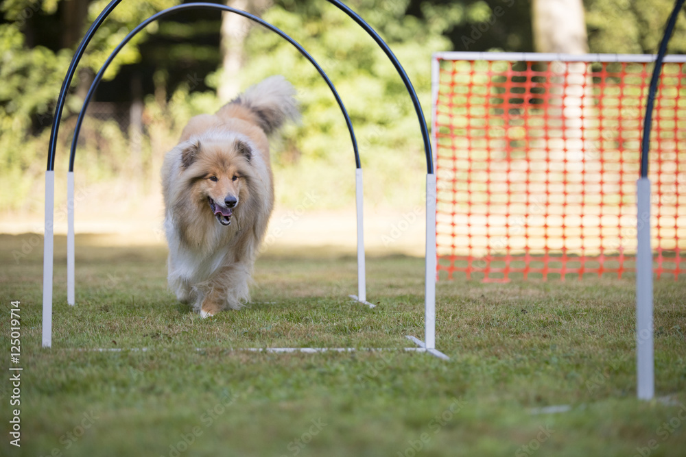 Fotografie Dog, Scottish Collie, hooper competition