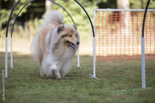 Dog, Scottish Collie, hooper competition