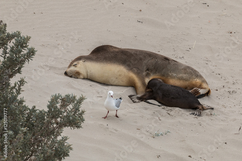 Sea Lion at Seal Bay, Kangaroo Island, Australia photo