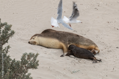 Sea Lion at Seal Bay, Kangaroo Island, Australia photo
