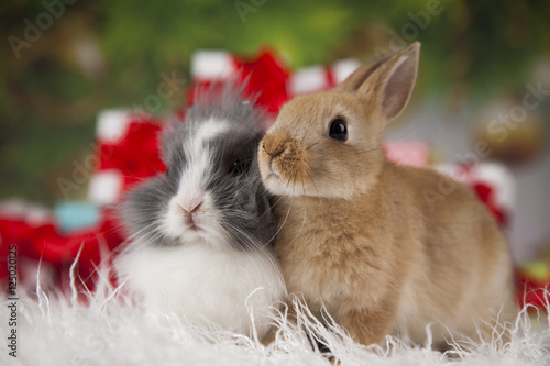 Animals, Rabbit, bunny on Christmas background