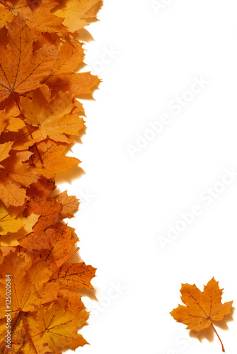 Maple Leaf Design