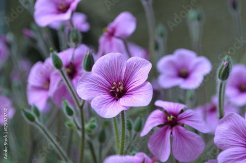 Fototapeta Naklejka Na Ścianę i Meble -  Beautiful Flowering Purple Geranium Flowers in a Garden