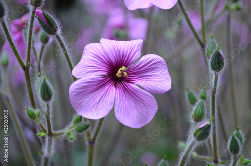 Fototapeta Naklejka Na Ścianę i Meble -  Perfect Blooming Cranesbill Geranium Flower Blossom