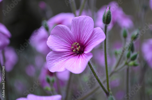 Fototapeta Naklejka Na Ścianę i Meble -  Purple Cranesbill Geranium Flower Blossom in a Garden