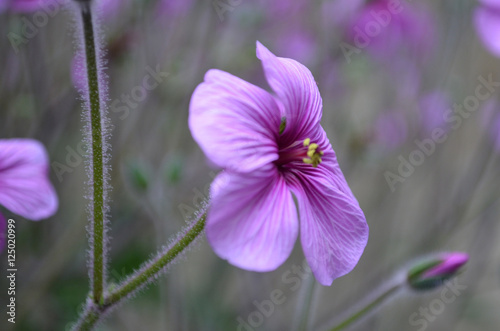 Fototapeta Naklejka Na Ścianę i Meble -  Purple Geranium Flower Blossom Flowering