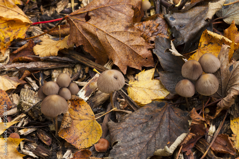 Mycena haematopus, Burgundydrop bonnet.