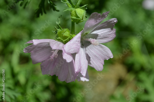 Fototapeta Naklejka Na Ścianę i Meble -  Pretty Blooming Pink Cranesbill Geranium