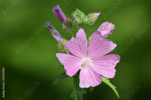 Fototapeta Naklejka Na Ścianę i Meble -  Beautiful Blooming Pink Geranium Flower Bud in Bloom