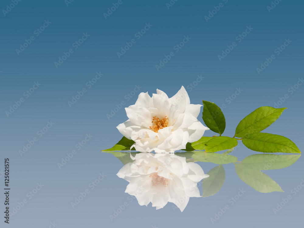 Delicate white rose on light blue background with reflection