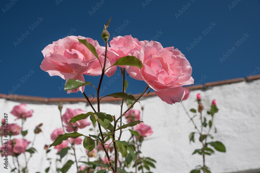 rosa Beetrosen vor einer weißen Mauer, blauer Himmel