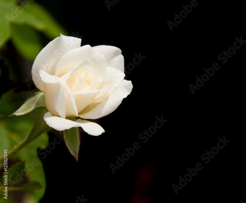 Tiny delicate rose blossom just starting to open against dark background