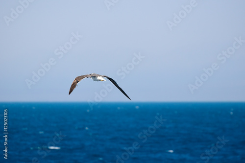 Seabird flying over ocean 