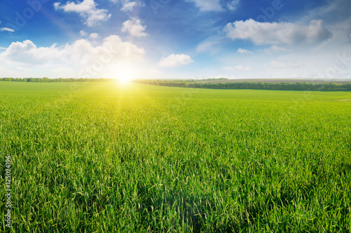 Tapet field, sunrise and blue sky