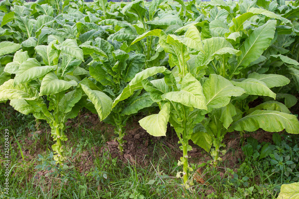 Tobacco field plantation under blue sky Tobacco field plantation under blue sky