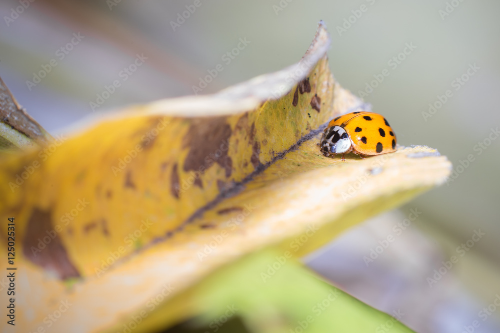 Fototapeta premium Chinese ladybug