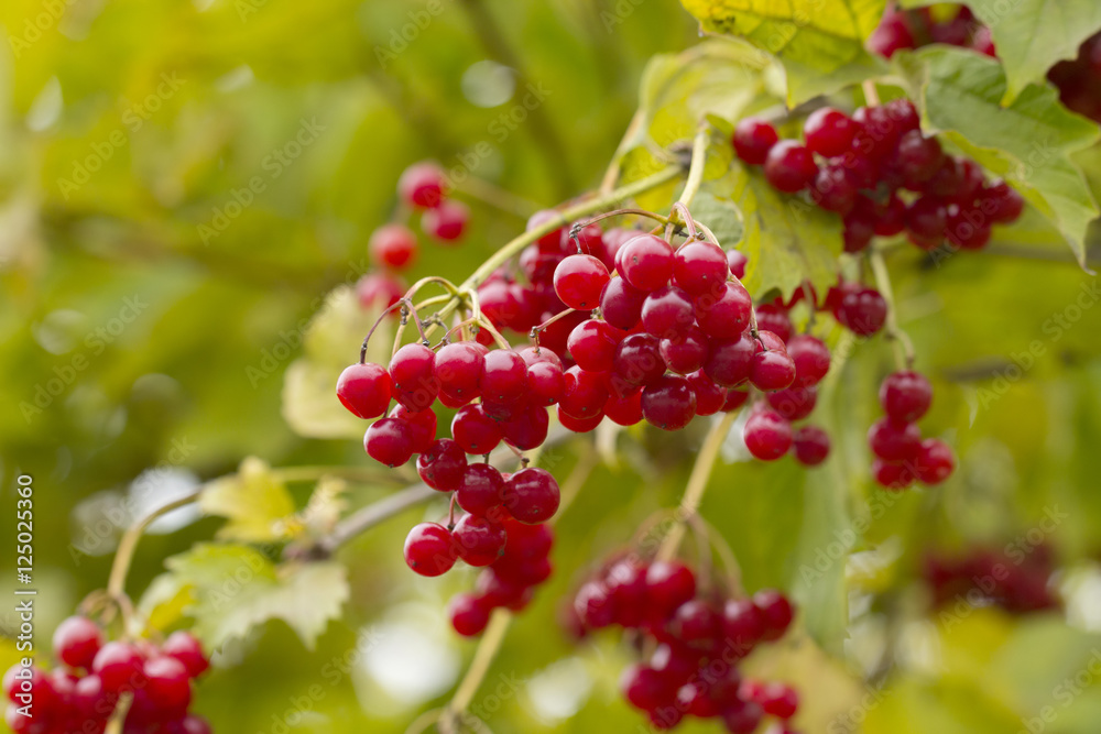 Red berries of viburnum