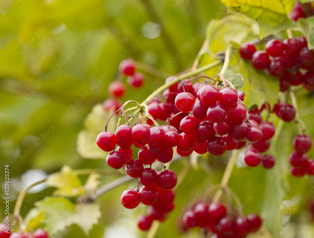 Red berries of viburnum