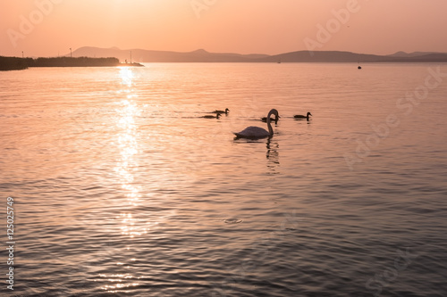 Φωτογραφία Landscape with the family of swans at sunset on the lake