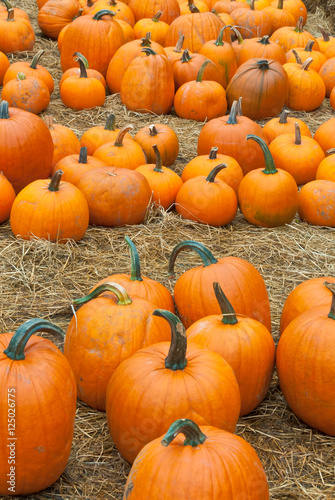 Festive holiday pumpkins for Halloween on hay. Shallow depth of field. Focus on the closest pumpkins.