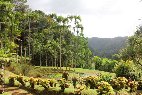 Jardin de Balata Martinique