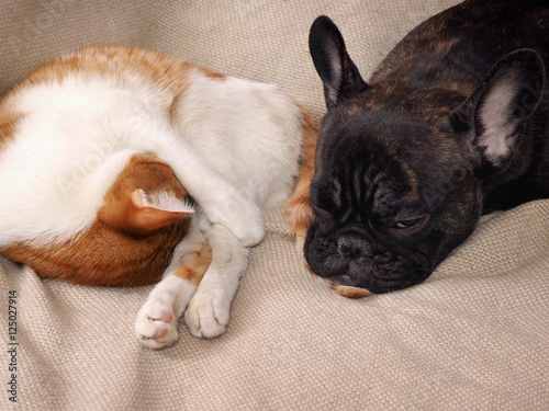 Funny dog sleeps on a cat tail. Friendship cats and dogs
