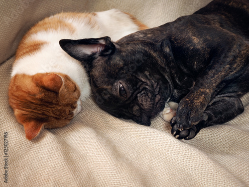 Dog sleeping with cat hugging Cat's paw. Stunning display of feelings in animals © kozorog