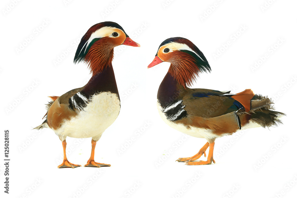 two ducks two ducks